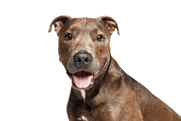 Studio shot of purebred dog, american pit bull terrier, posing with tongue sticking out isolated over white background