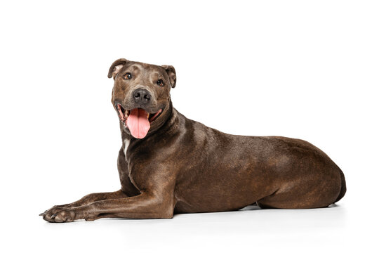 Studio shot of beautiful, purebred dog, american pit bull terrier, posing, cheerfully lying on floor isolated over white background