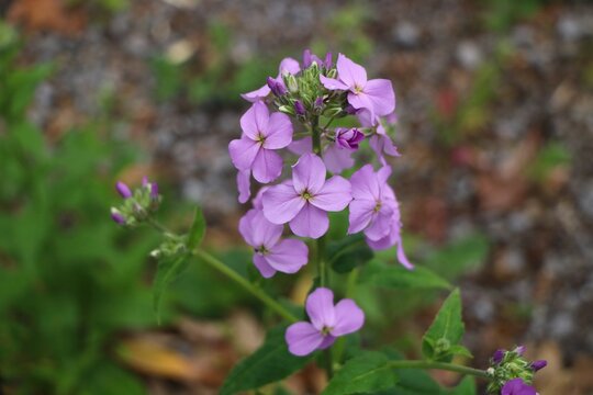 Wild blue Phlox divaricata