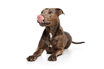 Obraz premium Studio shot of beautiful, purebred dog, american pit bull terrier, posing isolated over white background. Licking