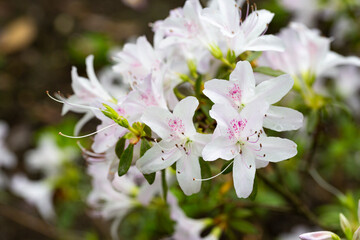 Lovely white Rhododendron flower selective focus, blurred background. Close-up view to beautiful blooming white rhododendron