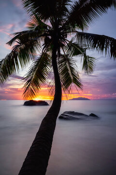 Palm tree silhouette at sunset on the beach on a tropical island