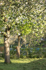 Fototapeta na wymiar Blossoming apple tree outdoors in nature.