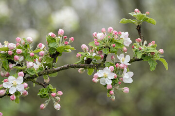 Blossoming apple tree outdoors in nature.