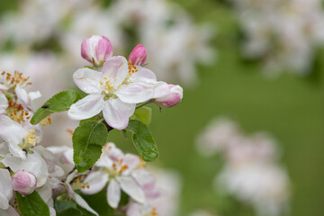 Naklejka na ściany i meble Blossoming apple tree outdoors in nature.