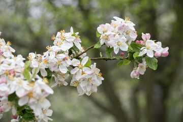 Obraz premium Blossoming apple tree outdoors in nature.