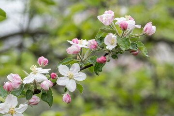 Blossoming apple tree outdoors in nature.