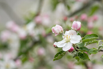 Blossoming apple tree outdoors in nature.