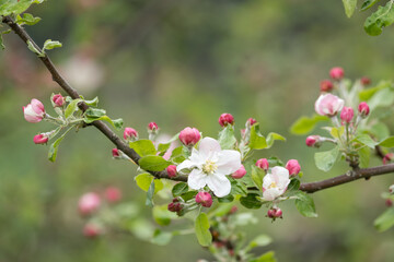 Blossoming apple tree outdoors in nature.