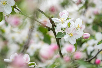 Blossoming apple tree outdoors in nature.
