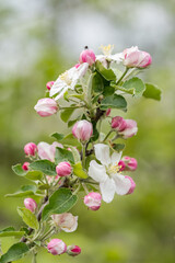 Blossoming apple tree outdoors in nature.
