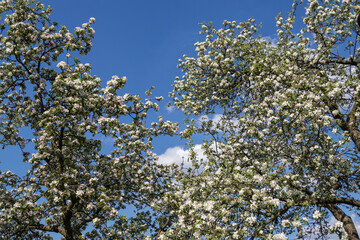 Blossoming apple tree outdoors in nature.