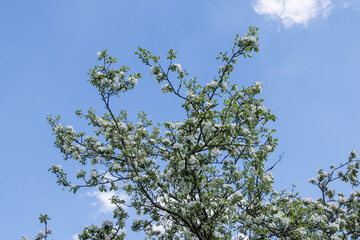 Blossoming apple tree outdoors in nature.