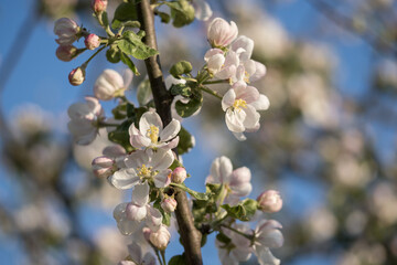 Blossoming apple tree outdoors in nature.