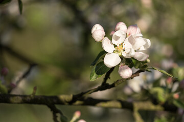Blossoming apple tree outdoors in nature.