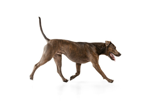 Studio Shot Of Beautiful, Purebred Dog, American Pit Bull Terrier, Walking, Posing Isolated Over White Background. Side View