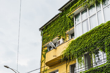 Fototapeta na wymiar Apartments building wall covered with ivy leaves. Sustainability concept design