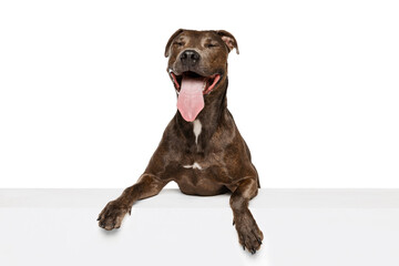 Studio shot of cute, purebred dog, american pit bull terrier, posing with sticking out tongue isolated over white background. Smiling