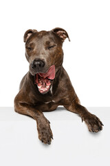 Studio shot of purebred dog, american pit bull terrier, posing with sticking out tongue isolated over white background.