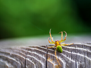 黄緑色の蜘蛛