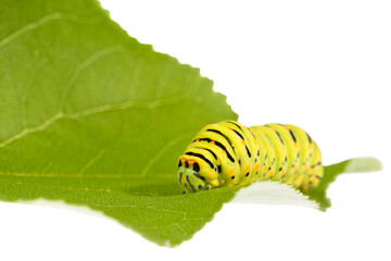 Extreme close up of a Swallowtail caterpillar (Papilio Machaon, Old World swallowtail) resting on a green leaf, , isolated on white background