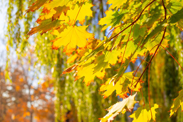 Fototapeta na wymiar Beautiful yellow maple leaves on a tree in a park on a sunny day. Autumn landscape.