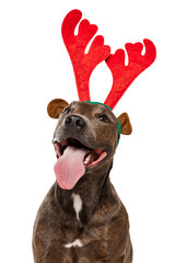 Studio shot of cheerful, purebred dog, american pit bull terrier, posing isolated over white background. Smiling