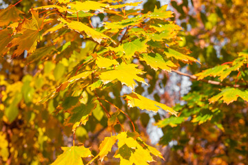Autumn foliage on the branches of a tree. Yellow maple leaves in the forest on a sunny day.