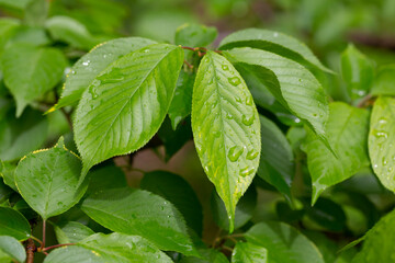View of Prunus serrulata Japanese cherry leaves after the rain in spring. Natural background