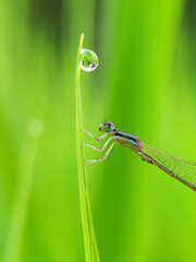 Ischnura aurora, dragonfly 