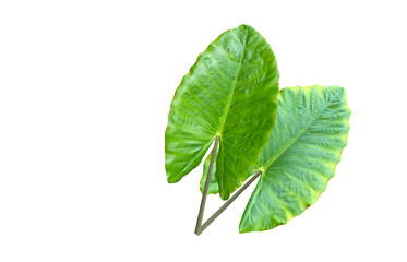 Obraz premium TWO Tropical foliage plants variegated leaves of Monstera and Alocasia popular rainforest houseplants on white, green variegated leaves pattern nature frame border background.