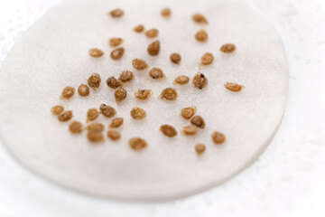 Growing tomatoes from seeds, step by step. Step 1 - soaking in water on a cotton pad