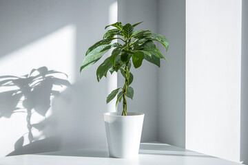 Houseplant avocado on a white table against a white wall under natural light.