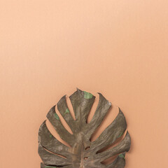 Dry tropical monstera leaf on brown background. Top view, flat lay