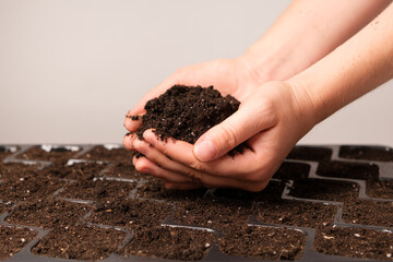 A handful of soil in women's hands over a seedling tray.
