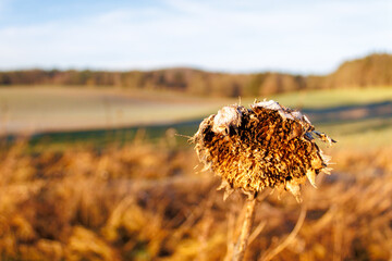 Dried sunflower from last year