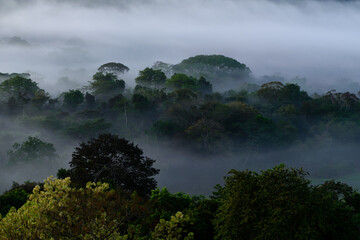 view of tropical rain forest at dawn shrouded in mist seen from above