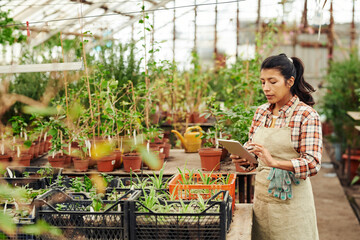 Horizontal shot of young adult Hispanic woman working in greenhouse using digital tablet to check some information