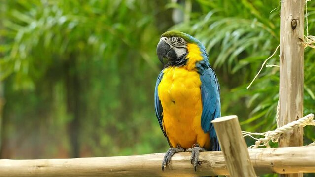 Parrots Fighting With Each Other On Branch, Colorful portrait of Amazon red macaw parrot against jungle. Big Blue Macaw, Motion closeup of wild ara parrot head on green background