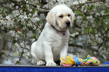 a yellow labrador puppy in summer close up