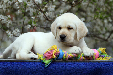 a nice yellow labrador puppy in summer close up