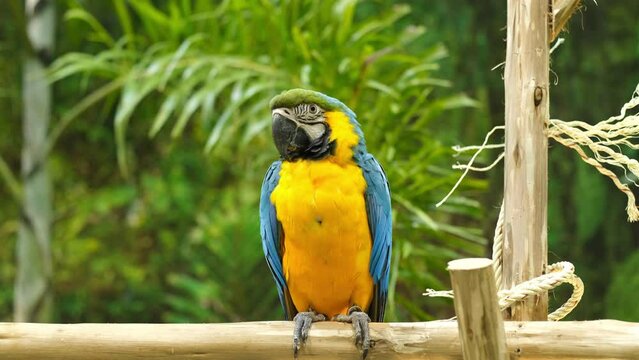 Parrots Fighting With Each Other On Branch, Colorful portrait of Amazon red macaw parrot against jungle. Big Blue Macaw, Motion closeup of wild ara parrot head on green background