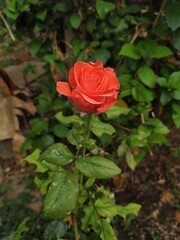 red rose