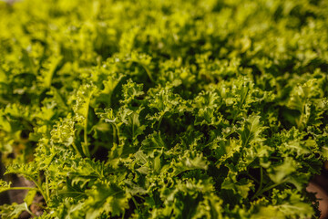 Obraz premium plantación de lechuga