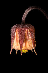 A single blossom of a wild Pasqueflower in closeup