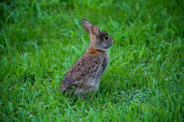 Fototapeta premium Little Bunny