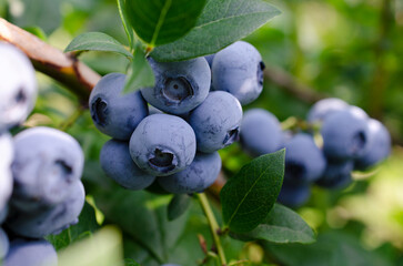 Fresh organic blueberries on a bush. Blueberry garden tasty, useful berry. Vaccinium corymbosum, tall blueberry. Ripe blueberries on a bush. Blueberry harvest in the garden. - obrazy, fototapety, plakaty