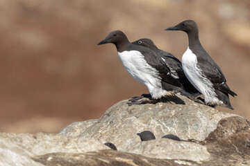 Common Murre perched on a rock at Hornøya island, Northern Norway