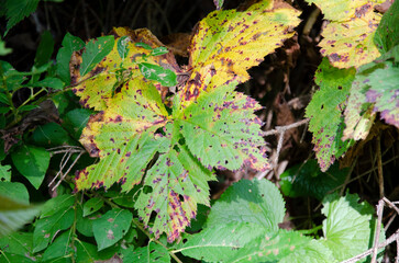 Texture of the leaves in the forest