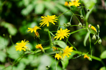  Yellow flowers blooming in the forest.